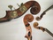 Workshop für Violine, Viola, Cello und Kontrabass